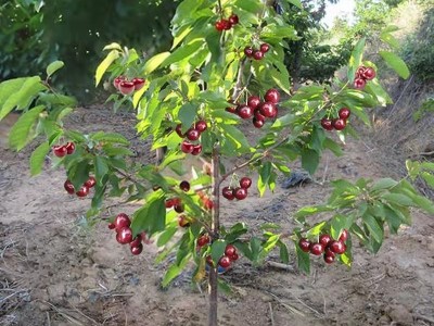 车厘子树苗樱桃树苖南方北方种植盆栽庭院果树矮化樱桃树大樱桃苗图2