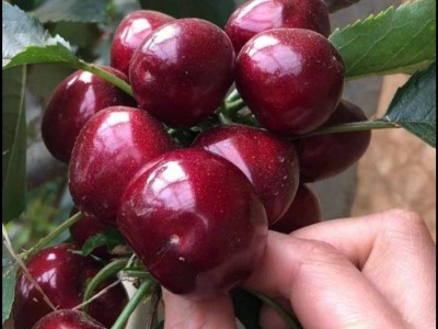 车厘子树苗樱桃树苖南方北方种植盆栽庭院果树矮化樱桃树大樱桃苗图3