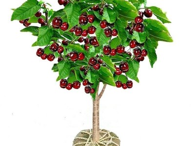 车厘子树苗樱桃树苖南方北方种植盆栽庭院果树矮化樱桃树大樱桃苗图5