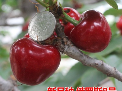 车厘子树苗樱桃树苖南方北方种植盆栽庭院果树矮化樱桃树大樱桃苗图4