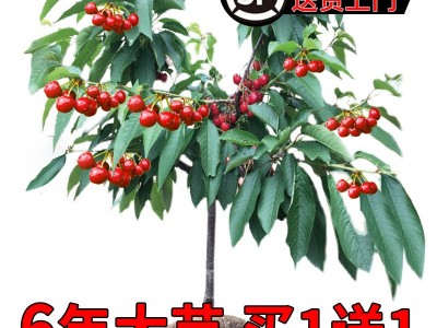 大樱桃树苖盆栽矮化车厘子树苗南方北方种植樱桃树苗带土樱桃苗树图5