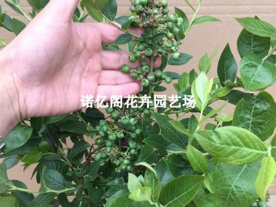 蓝莓苗盆栽蓝莓树果苗北方南方种植四季果树薄雾兔眼特大阳 台带果图2