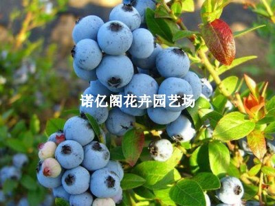 蓝莓苗盆栽蓝莓树果苗北方南方种植四季果树薄雾兔眼特大阳 台带果图4