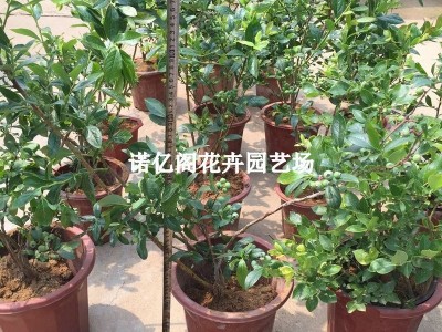 蓝莓苗盆栽蓝莓树果苗北方南方种植四季果树薄雾兔眼特大阳 台带果图3