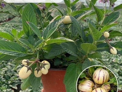 人参果苗秧长寿紫茄果人生果籽盆栽大苗当年结果南北方种植试种图4