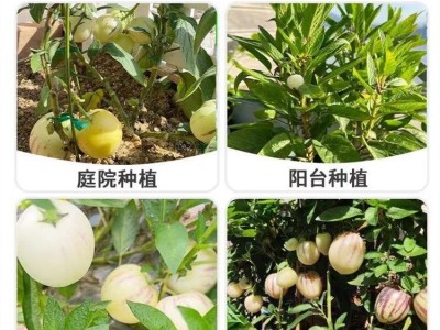 人参果苗秧长寿紫茄果人生果籽盆栽大苗当年结果南北方种植试种图3