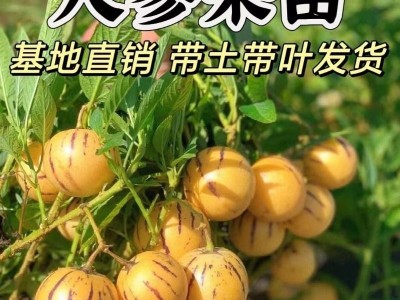 人参果苗秧长寿紫茄果人生果籽盆栽大苗当年结果南北方种植试种图2