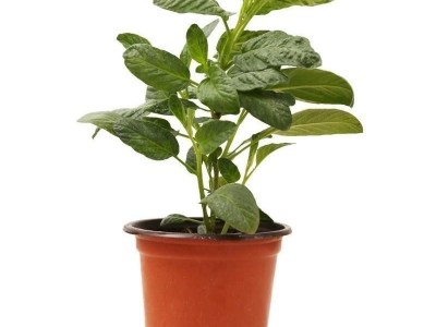 人参果苗秧长寿紫茄果人生果籽盆栽大苗当年结果南北方种植试种图5