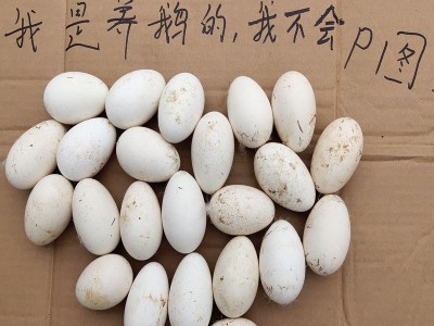 包邮批鹅蛋农家散养特大6枚新鲜生鹅蛋超狮头孕妇大鹅蛋100-120克图2