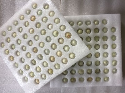 120枚包邮 装工艺松花鹌鹑皮蛋松花鹌鹑皮蛋小皮蛋鹌鹑蛋商用家用图2