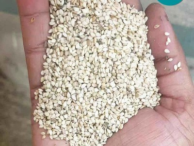 非洲进口油芝麻 带皮白芝麻现货供应籽粒饱满口感好油芝麻白芝麻图3