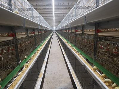 生产厂家全自动肉鸡笼镀锌肉鸡笼鸡笼子大型鸡场自动化养殖设备图2