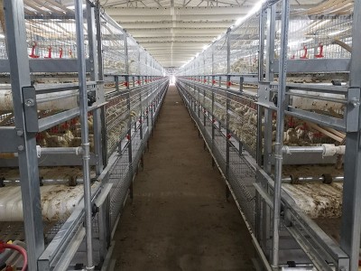 生产厂家全自动肉鸡笼镀锌肉鸡笼鸡笼子大型鸡场自动化养殖设备图4