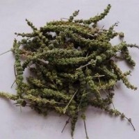 中药材批发荆芥穗 荆芥穗的价格