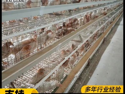 立体三层阶梯式蛋鸡笼全自动蛋鸡养殖笼子组合阶梯式蛋鸡笼子全套图5