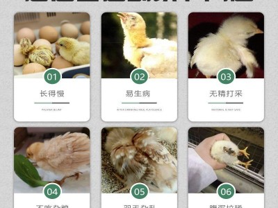 袋装25kg 育雏裕青宝批发 5%蛋鸡育雏育成期复合预混合饲料图2