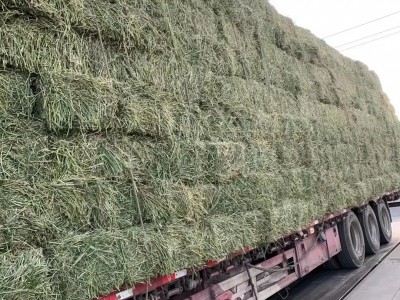 苜蓿草料牛马羊动物园养殖场饲料草料牧草大捆小捆紫花苜蓿草草捆图3