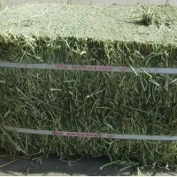 苜蓿草料牛马羊动物园养殖场饲料草料牧草大捆小捆紫花苜蓿草草捆