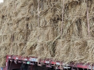 防沙治沙稻草 西藏新疆青海沙漠固沙治理草方格 麦草方格源头厂家图3