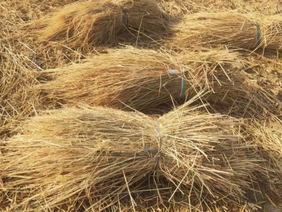 防沙治沙稻草 西藏新疆青海沙漠固沙治理草方格 麦草方格源头厂家图5