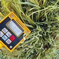 黄金燕麦草草捆 养殖场奶牛牦牛马羊骆驼牧草饲草青干草 源头好货