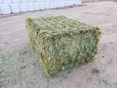 黄金燕麦草草捆 养殖场奶牛牦牛马羊骆驼牧草饲草青干草 源头好货图3