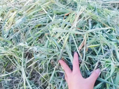 黄金燕麦草草捆 养殖场奶牛牦牛马羊骆驼牧草饲草青干草 源头好货图2