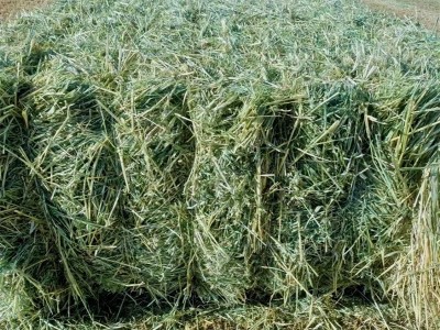 黄金燕麦草草捆 养殖场奶牛牦牛马羊骆驼牧草饲草青干草 源头好货图5