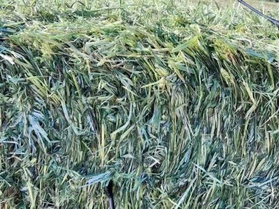 黄金燕麦草草捆 养殖场奶牛牦牛马羊骆驼牧草饲草青干草 源头好货图4