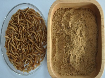 脱脂虫粉黄粉虫面包虫粉60目家禽水产动物饲料毛皮动物图4