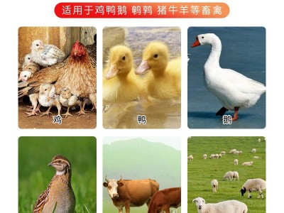 直销80斤鸡饲料喂鸡小鸡开口肉鸡育肥蛋鸡产蛋颗粒全价饲料批发图3