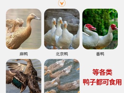 厂家直销80斤鸭饲料喂鸭小鸭开口育肥肉鸭产蛋颗粒全价养殖场专用图4