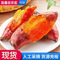 新鲜蜜薯.正宗山东沙地蜜薯.地瓜红薯烟薯25号烟薯店用批发50斤