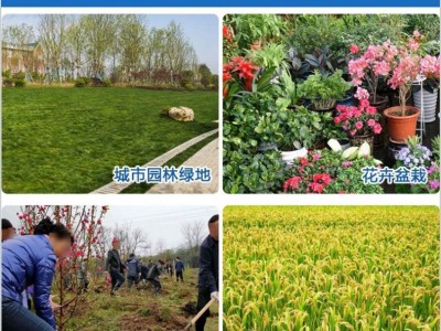 农用土壤改良剂农林抗旱聚丙烯酸钾保水剂 抗旱保水剂厂家图3