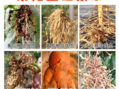 杀线剂清线虫卵双打不伤根不伤苗路富达阿维菌素噻唑膦杀虫剂包邮图4