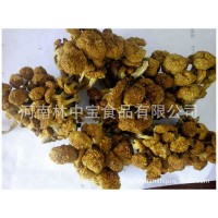 加工采摘野生食用菌散货批发干货库存农产品食用香菇黄金菇