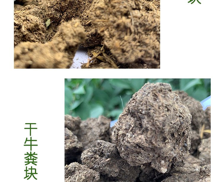 晒干牛粪_11.jpg