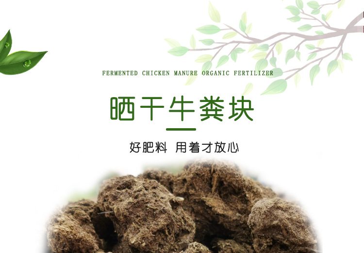 晒干牛粪_01.jpg