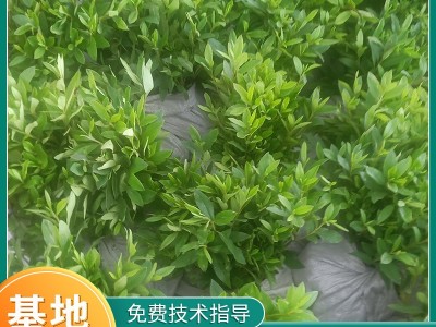 毛鹃地被植物绿篱灌丛 园林绿化色块苗木 扦插杜鹃小苗 春鹃 夏鹃图3