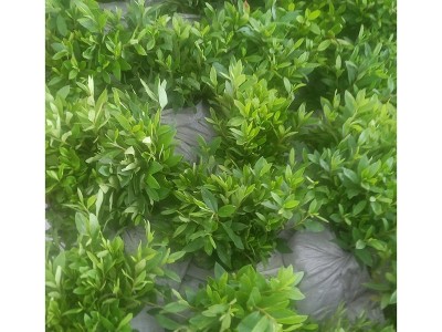 毛鹃地被植物绿篱灌丛 园林绿化色块苗木 扦插杜鹃小苗 春鹃 夏鹃图5