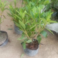毛鹃地被植物绿篱灌丛 园林绿化色块苗木 扦插杜鹃小苗 春鹃 夏鹃