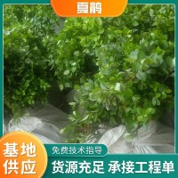夏鹃 紫鹃夏杜鹃 毛杜鹃球大量 供应工程苗木基地绿化苗木批发