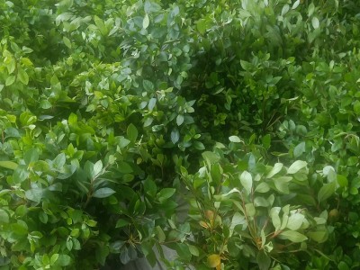 夏鹃 紫鹃夏杜鹃 毛杜鹃球大量 供应工程苗木基地绿化苗木批发图2