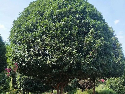 供应优质精品桂花树15-30公分 广西四季大桂花树图4