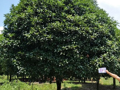 供应优质精品桂花树15-30公分 广西四季大桂花树图5