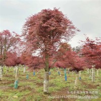 广西日本小叶红枫供应