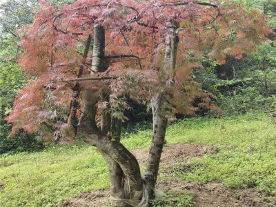 广西日本小叶红枫供应图5