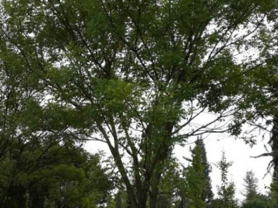 供应18cm25cm30cm35cm40cm国槐苗 广西国槐 丛生国槐 高杆国槐图4