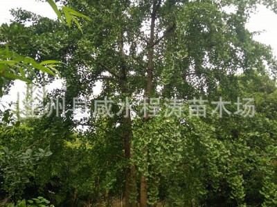 供应18cm25cm30cm35cm40cm国槐苗 广西国槐 丛生国槐 高杆国槐图5