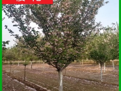 樱花基地 清地退林 厂家直销：3-30公分日本晚樱 早樱 樱花树图2